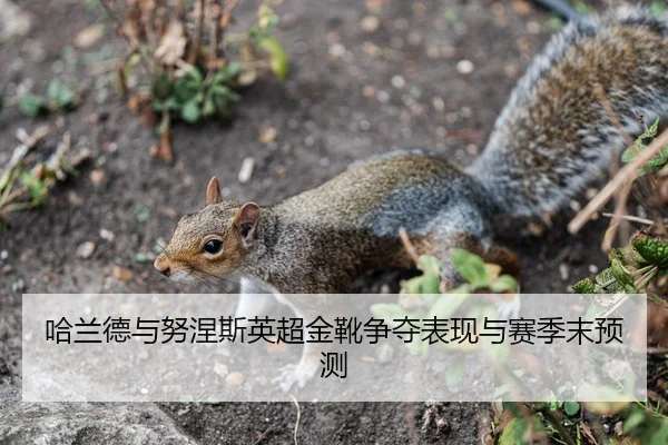 哈兰德与努涅斯英超金靴争夺表现与赛季末预测